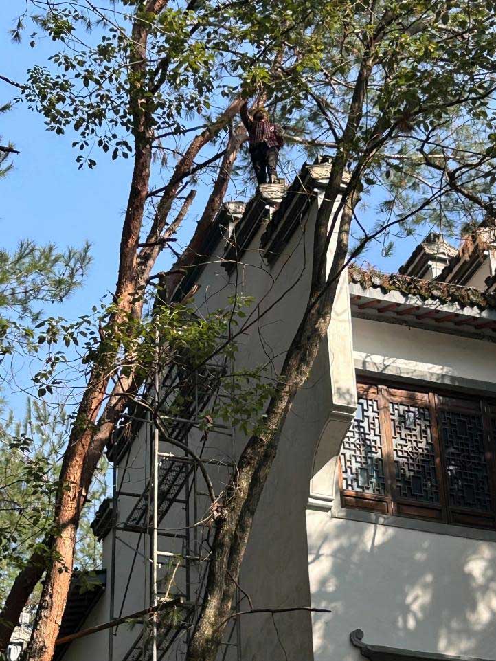 排除隱患，國(guó)資公司砍樹(shù)解民憂(yōu)